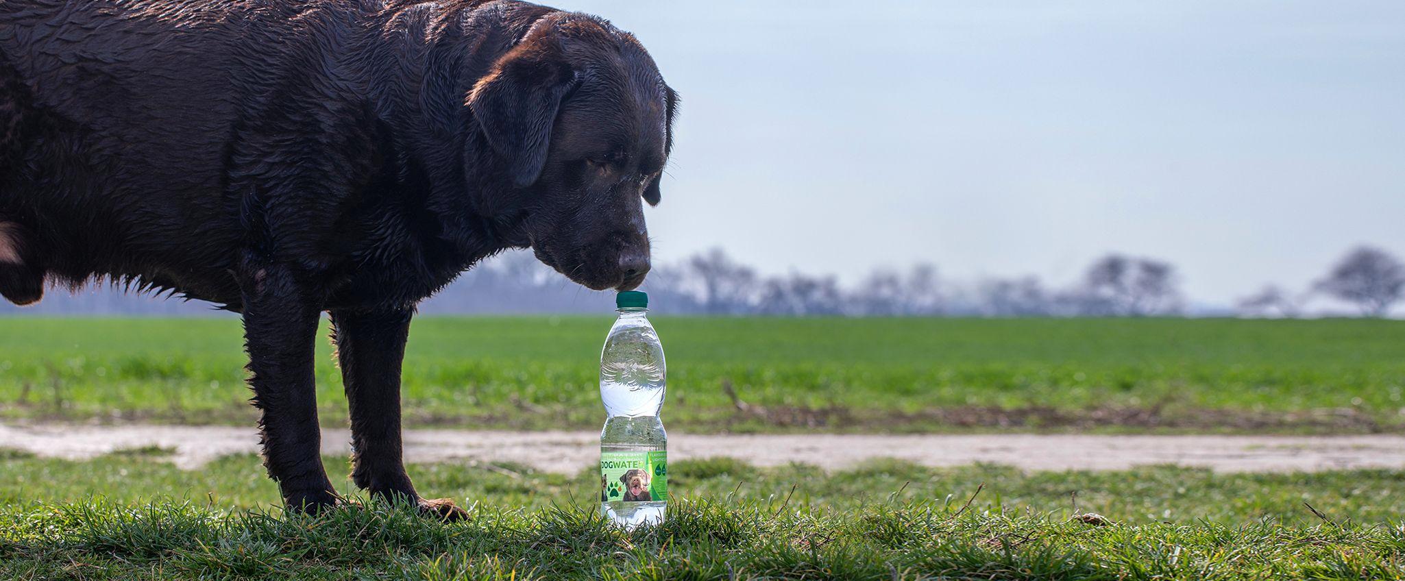 Water for dogs